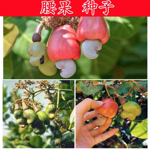 散装腰果种子鸡腰果介寿果槚如树 营养价值高四大干果可炒菜药用