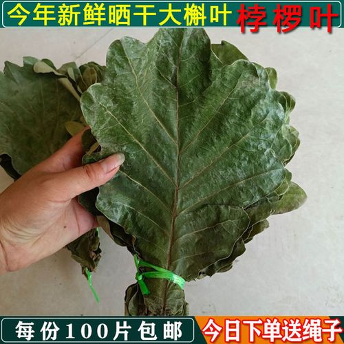新鲜干粽叶槲叶粽子叶纯天然野生晾干伯乐桲椤叶柞树叶100片包邮