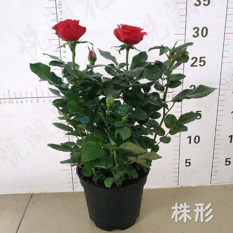 月季 迷你小玫瑰盆栽 钻石月季 欧月