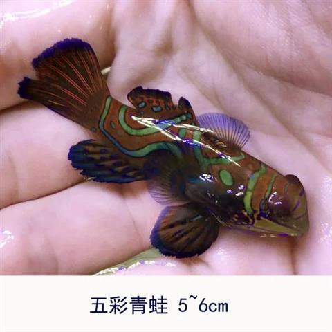 五彩青蛙圆点青蛙皇冠青蛙鱼活体海水观赏鱼宠物养定快递包活【5月18