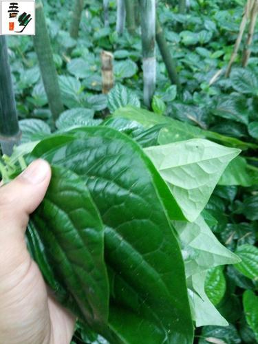 广西 现摘新鲜野生假蒌叶青蒌叶蛤蒌 纯叶子假娄菜野菜香菜