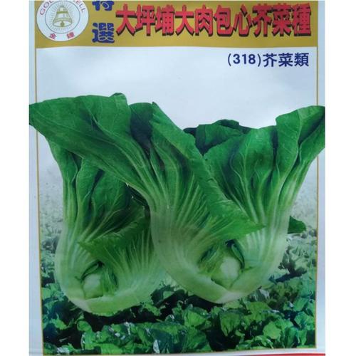 大坪铺大肉包心芥种子芥菜头水东芥菜蔬菜种子卷心菜肉厚质内高产【4