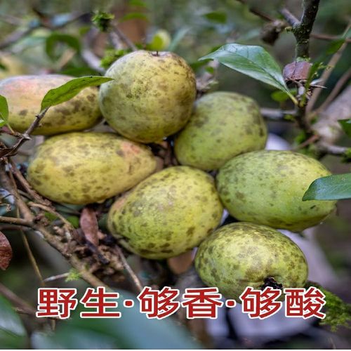 云南酸木瓜 德宏特产泡酒车载闻香当季新鲜野生热带孕妇酸的水果