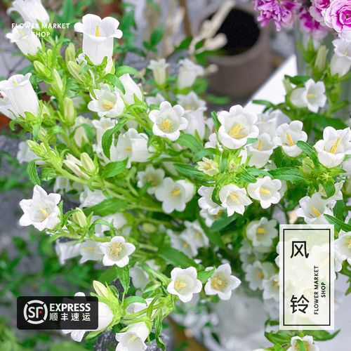 风铃草鲜花水养插花办公家庭花束花期长百搭低价直批北京同城速递