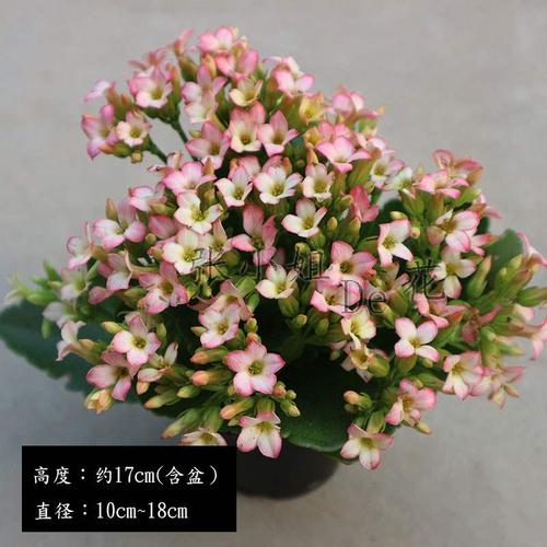 【宝石系列】长寿花迷你小盆栽多肉植物绿植阳台花卉
