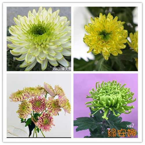 5种切花菊品种 天赞菊 粉绿安娜 淡绿天赞 盆栽秋季菊花苗 室内外