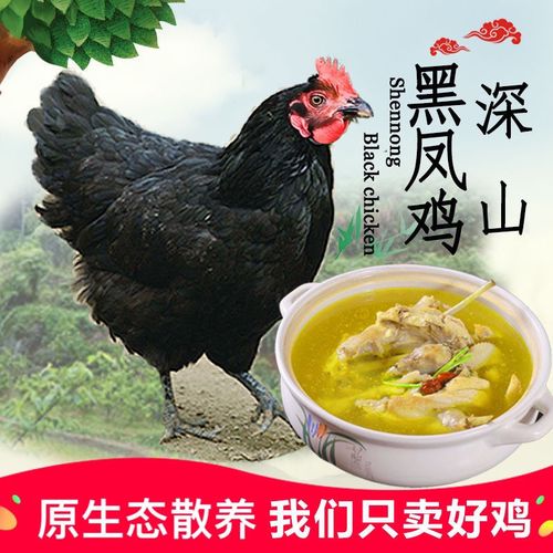 大别山农家散养黑凤老母鸡土鸡草鸡月子鸡母鸡走地鸡土鸡现杀包邮