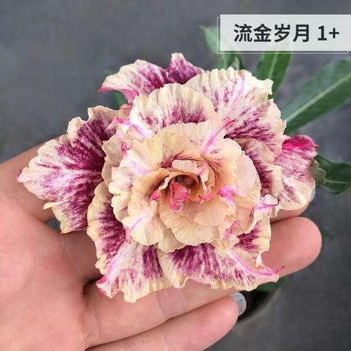 沙漠玫瑰盆栽花卉室内外阳台植物好养四季开花不断观花绿植 流金岁月