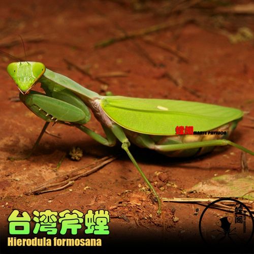 大台斧斧螳螂活体宠物昆虫云南斧螳巨斧螳螂活体兰花刺花现货 1个台斧