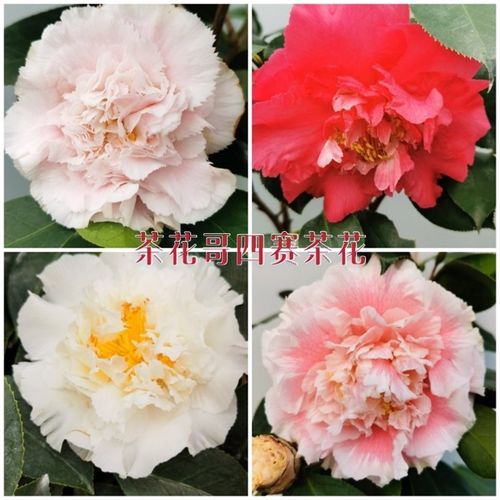 四my赛茶花四个品种嫁接一树牡丹d型白天鹅超级赛牡丹夏威夷