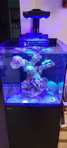 新品以色列海水缸海新款reefer系列鱼缸海水鱼缸珊瑚