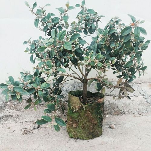 新品山捻子桃金娘盆栽稔子树木观叶观花植物盆景易种植成活花灌木