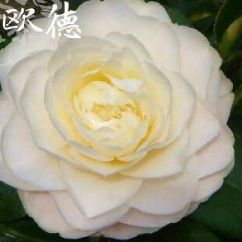 珍稀欧德茶花品种苗 花开淡黄色 室内外绿植花卉盆栽