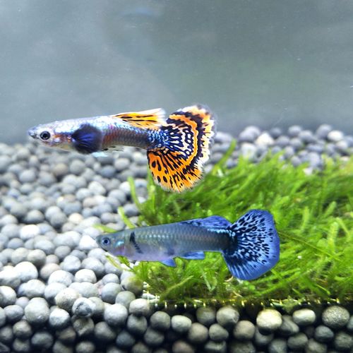 热带观赏鱼孔雀鱼大耳蕾丝凤尾鱼热带鱼活体包邮好养新手推荐