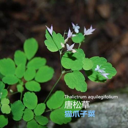 唐松草山野菜猫爪子菜种子种苗庭院阳台盆栽新奇花卉园艺四季易活