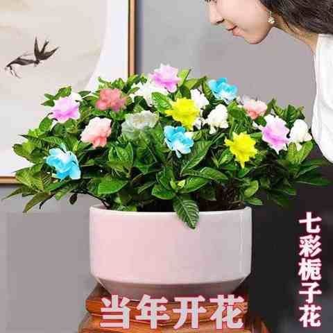 七彩栀子花盆栽花卉植物室内四季开花好养阳台盆景办公室带土带盆