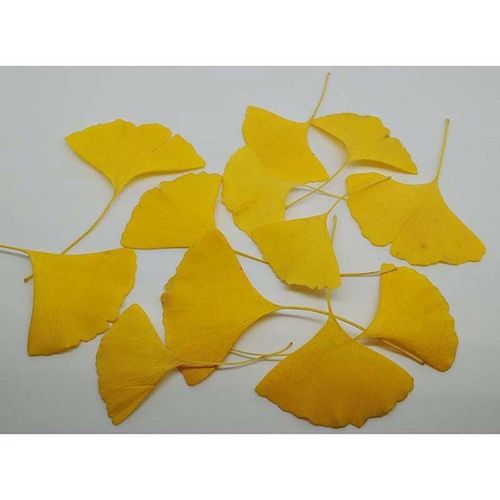 天然银杏叶干花树叶红枫叶梧桐叶鸡爪枫diy制作装饰橱窗拍摄道具