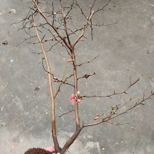 贴梗海棠小苗 海棠苗 海棠盆栽 铁梗海棠 三年苗原生8.