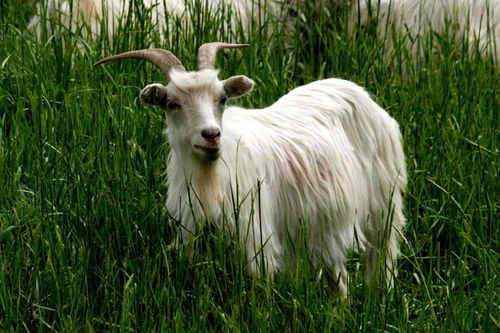 装饰画 山羊 动物宠物照片写真 美图大幅装饰画海报