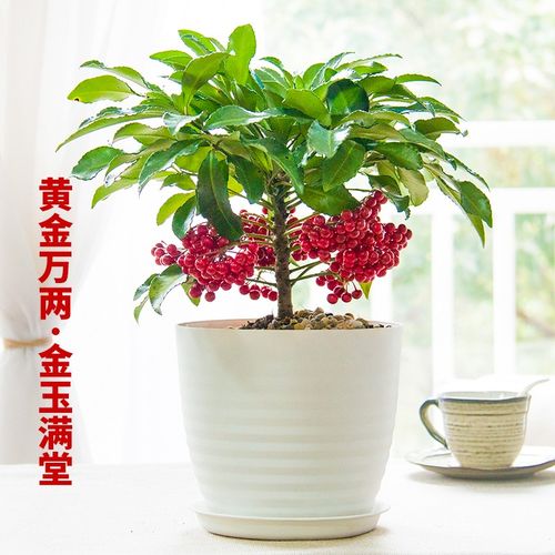 室内年宵花卉喜庆乔迁盆栽带果子发 黄金万两"中号白色横纹盆带托盘 "