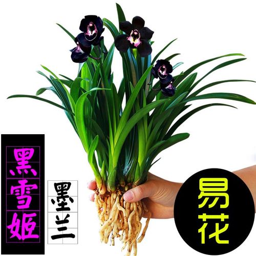苗 墨兰 黑雪姬兰花苗 办公室内花卉盆栽四季长青易成活夏季阳台