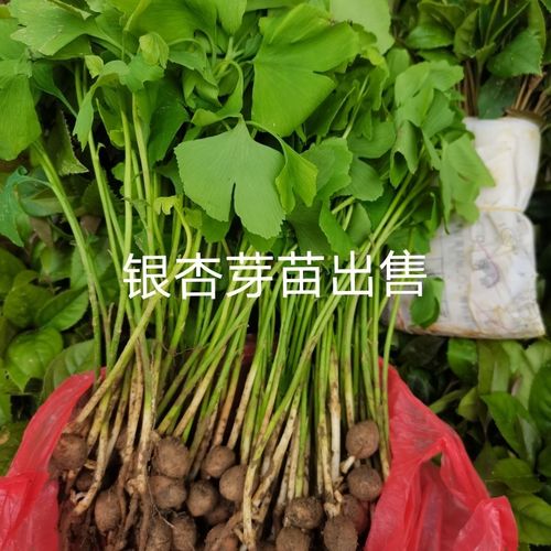 批发银杏苗银杏小苗银杏芽苗观赏性银杏白果树苗现挖现发包邮