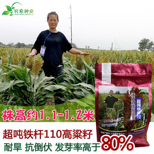 矮杆酒糯高粱王超吨铁杆110红高粱种子 矮杆抗鸟酿造型高产高粱籽