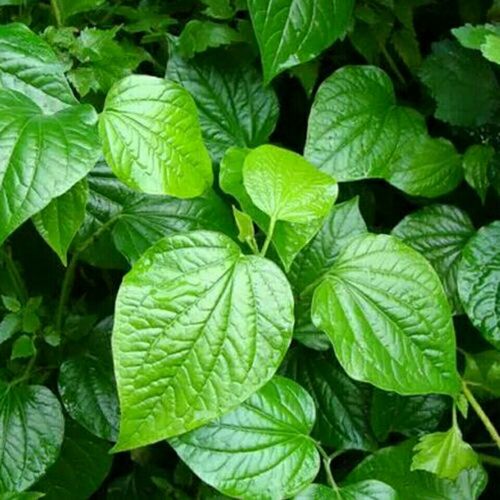 现挖种植野生蛤蒌叶假蒌叶青蒌叶蛤蒌假娄菜种植盆景苗十五棵包邮