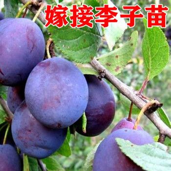 李子苗树苗嫁接苗盆栽地栽当年结果早熟南方北方种植特大李子树苗 10
