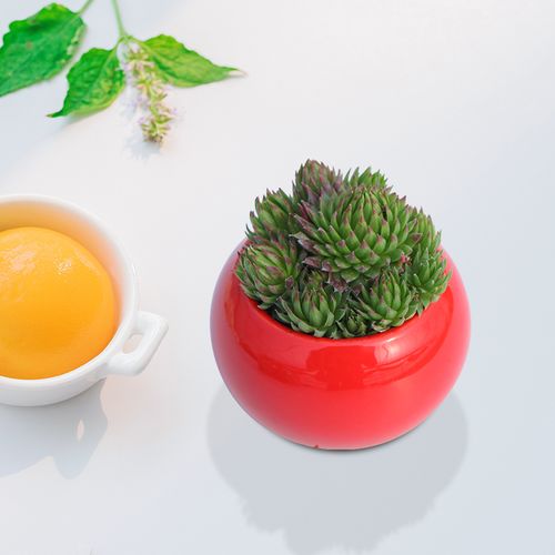 橘子球 长生草 多肉植物 肉肉植物 萌肉肉组合 盆栽花卉