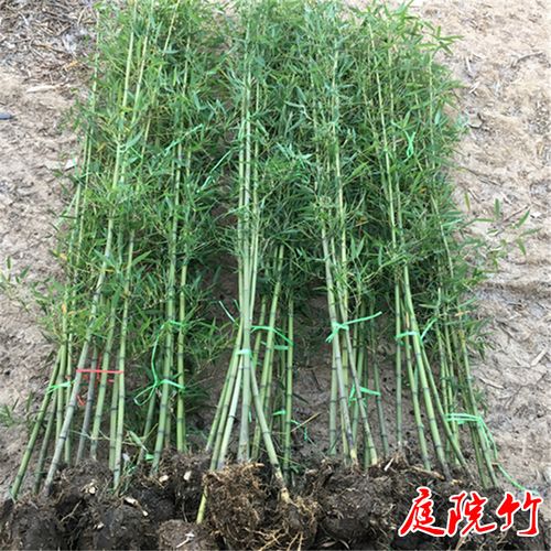 竹子苗庭院植物盆栽四季常青绿化黄金竹苗金镶玉罗汉竹毛竹苗紫竹
