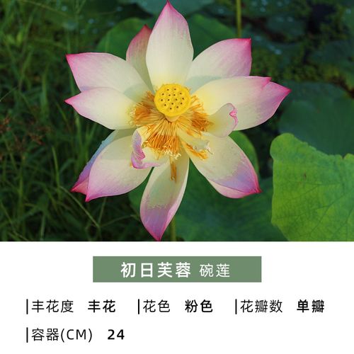 v莲色花园日版碗黄荷红藕单带包本卉瓣复对金丰花艺?