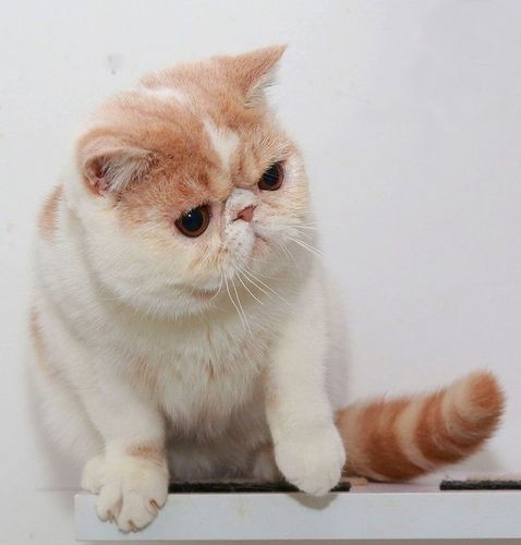 集集名猫 cfa注册猫舍纯种加菲猫 加菲猫种公德芙