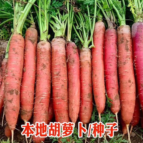 本地胡萝卜种子 农田菜园甜脆透心红胡萝卜籽红肉杂交胡萝卜籽
