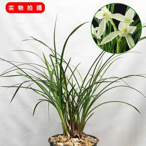 特价 兰花大雪素 莲瓣兰大雪素 素花 兰花苗绿植盆栽壮苗