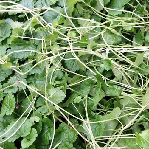 广西农家种植爬地生长钻地风百灵风骨丸草药