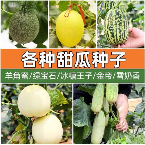 特惠脆甜羊角蜜甜瓜羊角酥甜瓜种子高产高甜薄皮瓜甜香脆可口水多
