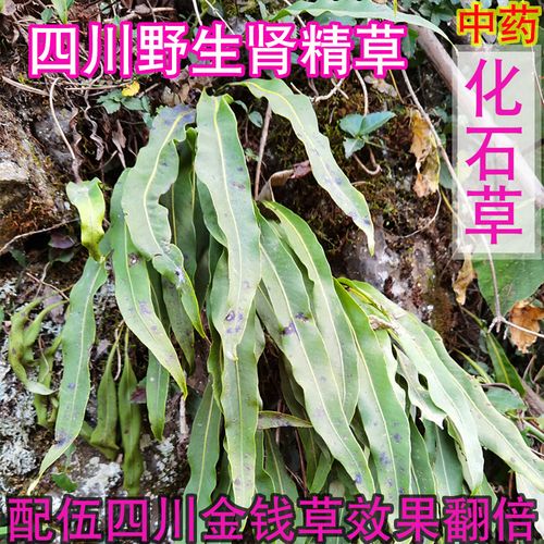 正宗四川野生肾精草化石草男性女性石韦金钱草排溶石茶