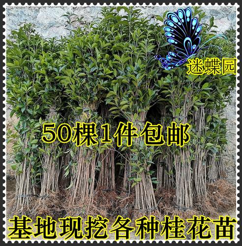 桂花树苗批发四季大树绿化桂花苗大型朱砂桂花血桂八月状元红室外