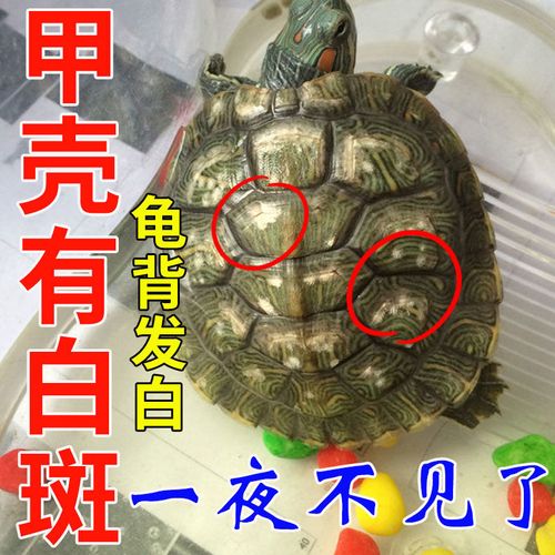 乌龟腐甲【安全无刺激】冶真菌感染腐甲烂甲白斑白点巴西龟通用