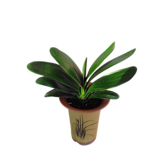 君子兰苗盆栽开花植物观花绿植圆头和尚室内花卉当年开带花苞包邮