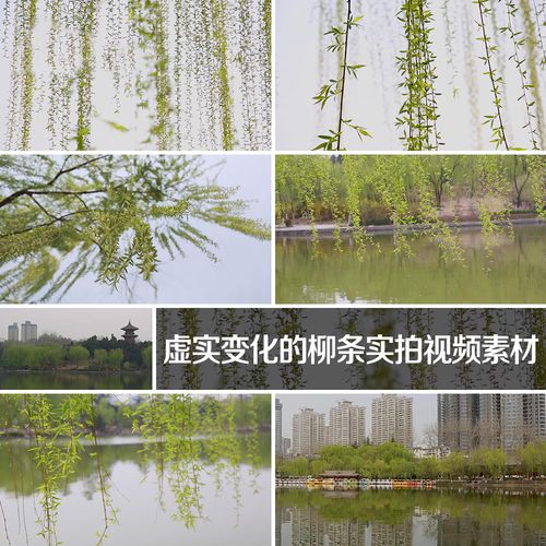 虚实变化的柳条实拍视频素材柳树柳枝柳叶摇曳湖畔美景湖水面倒影
