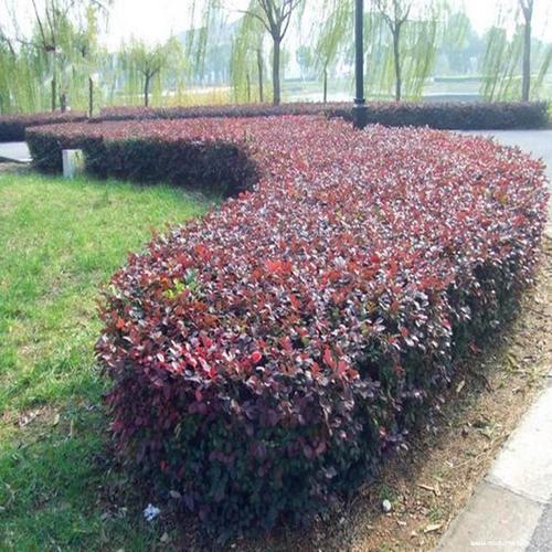 庭院红花檵木小苗 红花继木苗 扦插红继木苗 红桎木红花继木树苗