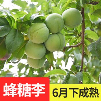 盆栽地栽苹果树 梨树 桃树苗蜂糖李子树苗南方种植北方地栽庭院早熟