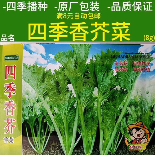 四季播种香芥菜小芥菜种子春夏秋冬阳台地上庭院盆栽种籽仔孑
