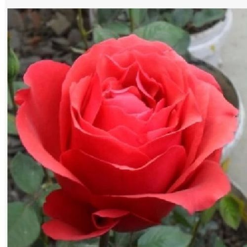 绯扇花月季浓香型 花朵艳丽耐开 带花发货可盆栽 可地栽