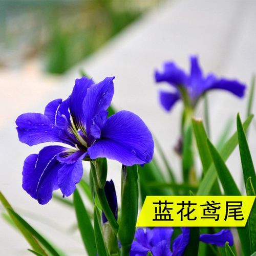 蓝花鸢尾种子鸽子花蓝蝴蝶扁竹花中国鸢尾沃美鸢尾籽种子