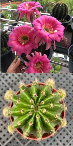 新品圆盘彩草仙人球席克氏爱开花大花特选彩草多肉植物小盆栽