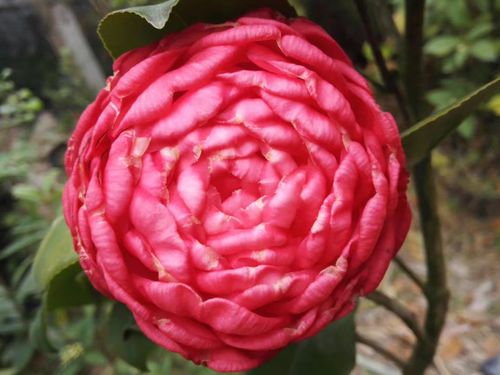 花凤冠茶花苗稀有花卉绿植盆栽阳台植物产地直销人气热卖包邮