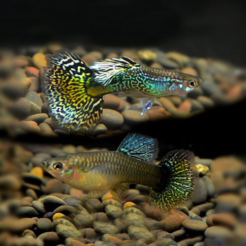 麦叮卡 热带观赏鱼小型胎生鱼孔雀鱼苗活体 七彩蕾丝1对(2-3cm)